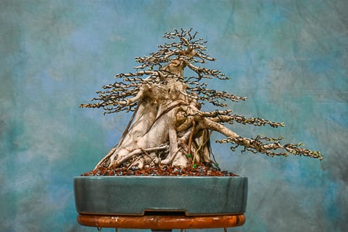 Cuban Laurel – Wigert’s Specimen Tree – Wigert’s Bonsai
